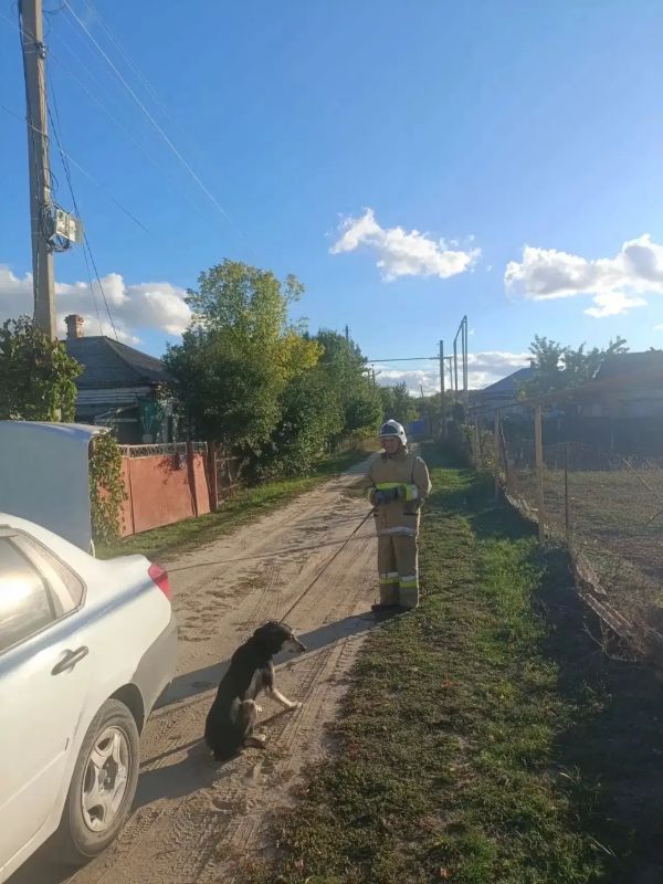 В Шолоховском районе спасатели помогли справиться с агрессивной собакой, забежавшей на территорию частного дома