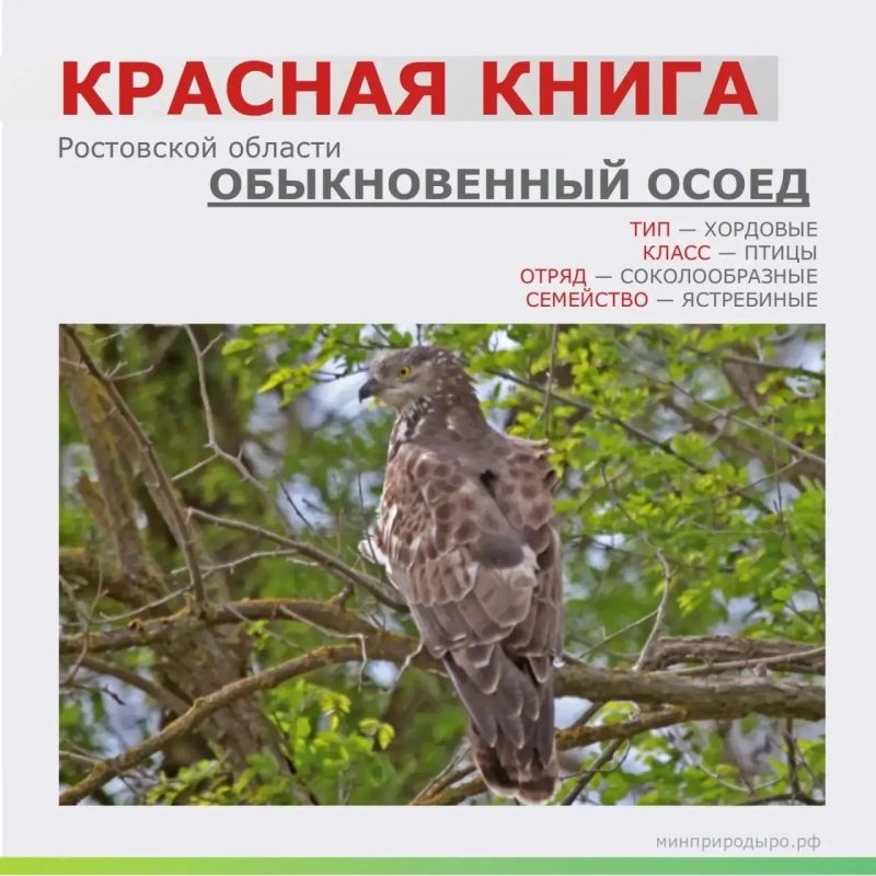 Чем интересен этот редкий гость?