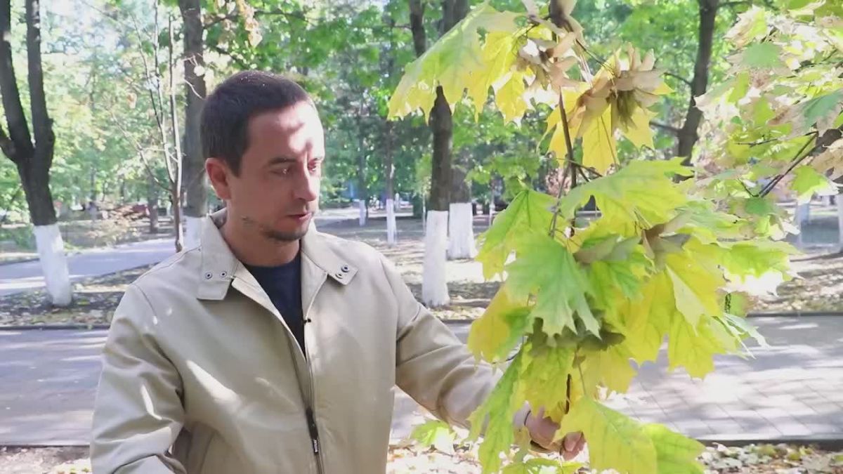 Александр Скрябин: . В преддверии осеннего Дня древонасаждения хочу представить вам новую рубрику, которая посвящена одному из самых главных вопросов городской жизни – озеленению