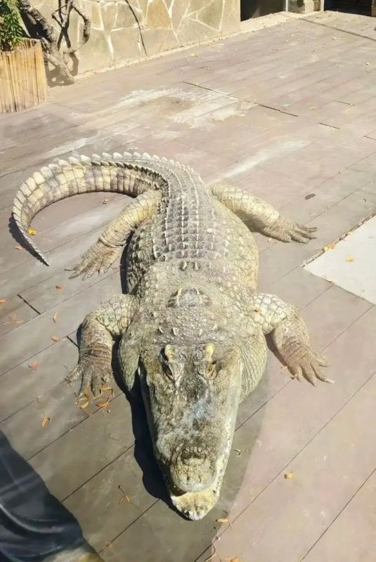 Сиамский крокодил из Ростовского зоопарка переселился в зимний павильон