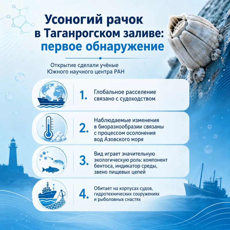 Учёные впервые обнаружили в Таганрогском заливе особи усоногого рачка Учёные впервые обнаружили в Таганрогском заливе особи усоногого рачка