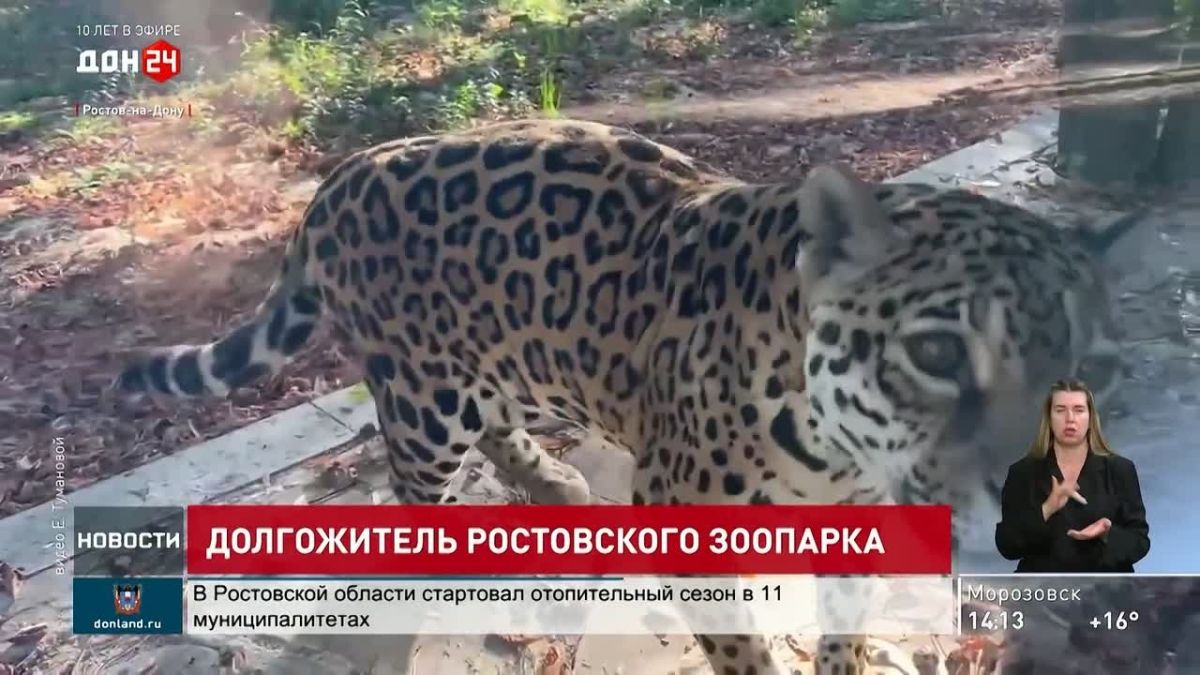 21 год вместо 15: ягуар Рокси из Ростовского зоопарка побила рекорды долголетия