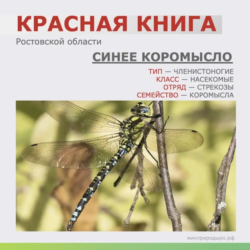 Почему синее коромысло попало в Красную книгу и как оно живёт?