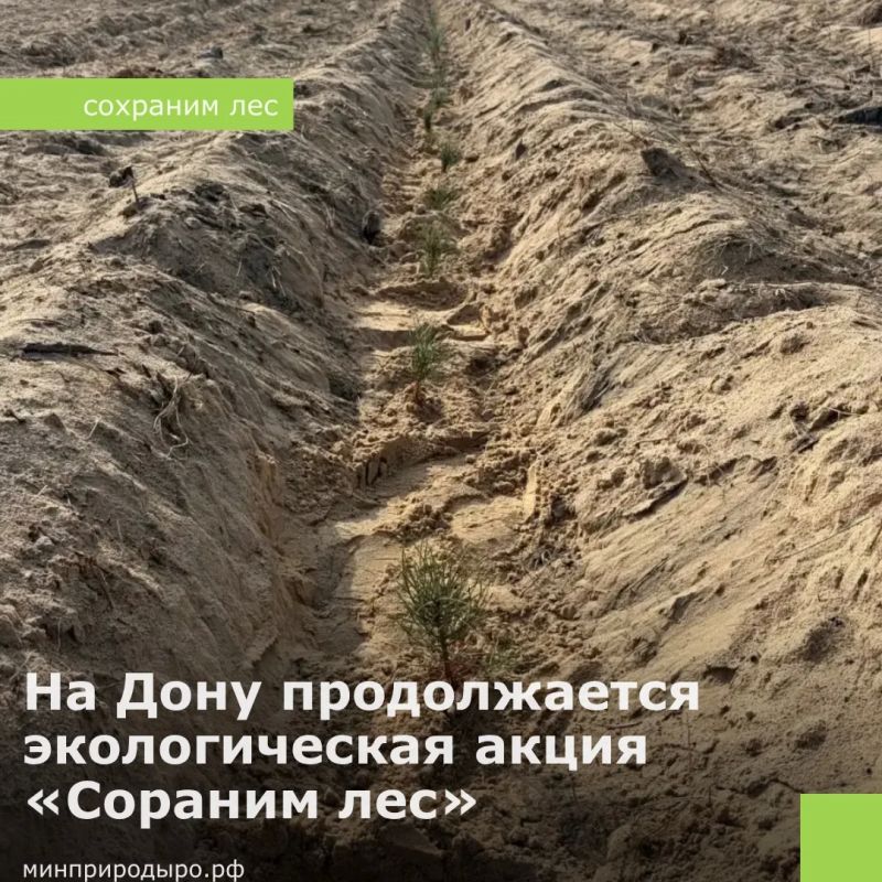 На Дону продолжается экологическая акция «Сохраним лес»