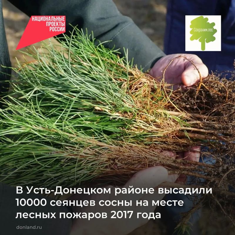 На Дону продолжается Всероссийская акция «Сохраним лес»