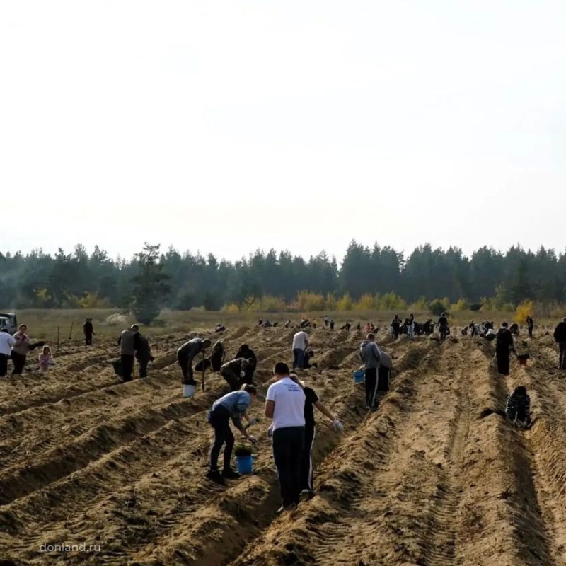 На Дону продолжается Всероссийская акция «Сохраним лес» На Дону продолжается Всероссийская акция «Сохраним лес»