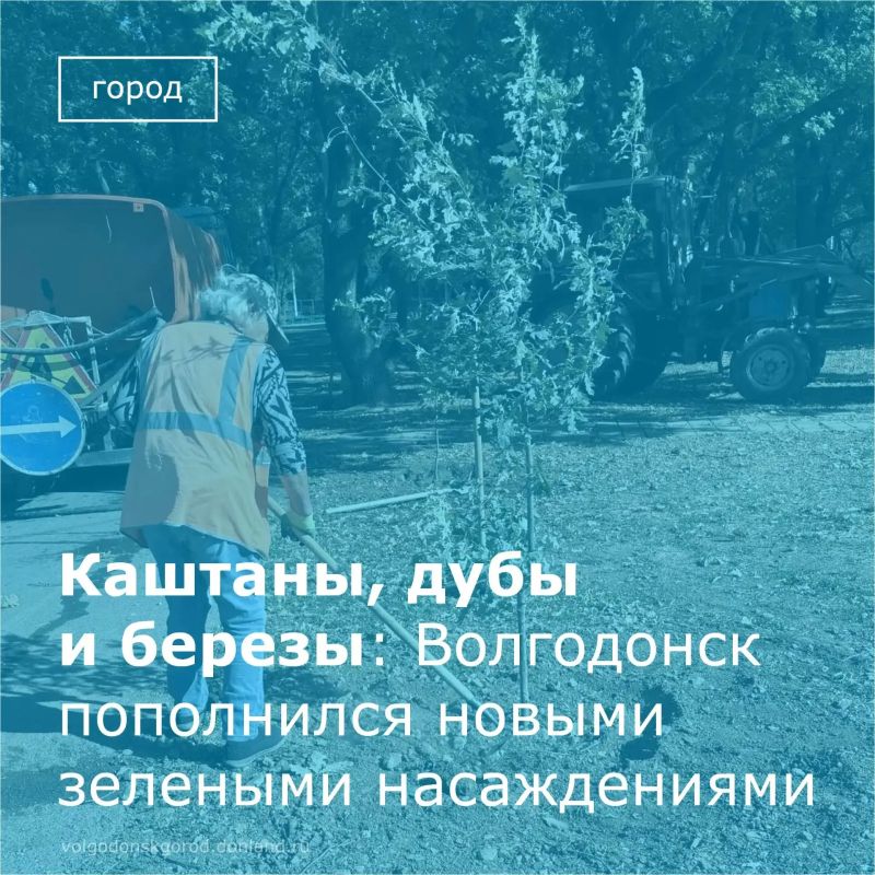 В Волгодонске, в рамках Дня древонасаждения, на улицах Советской и Черникова, а также в сквере «Дубовая роща» высадили десятки молодых деревьев — каштанов, дубов и берёз