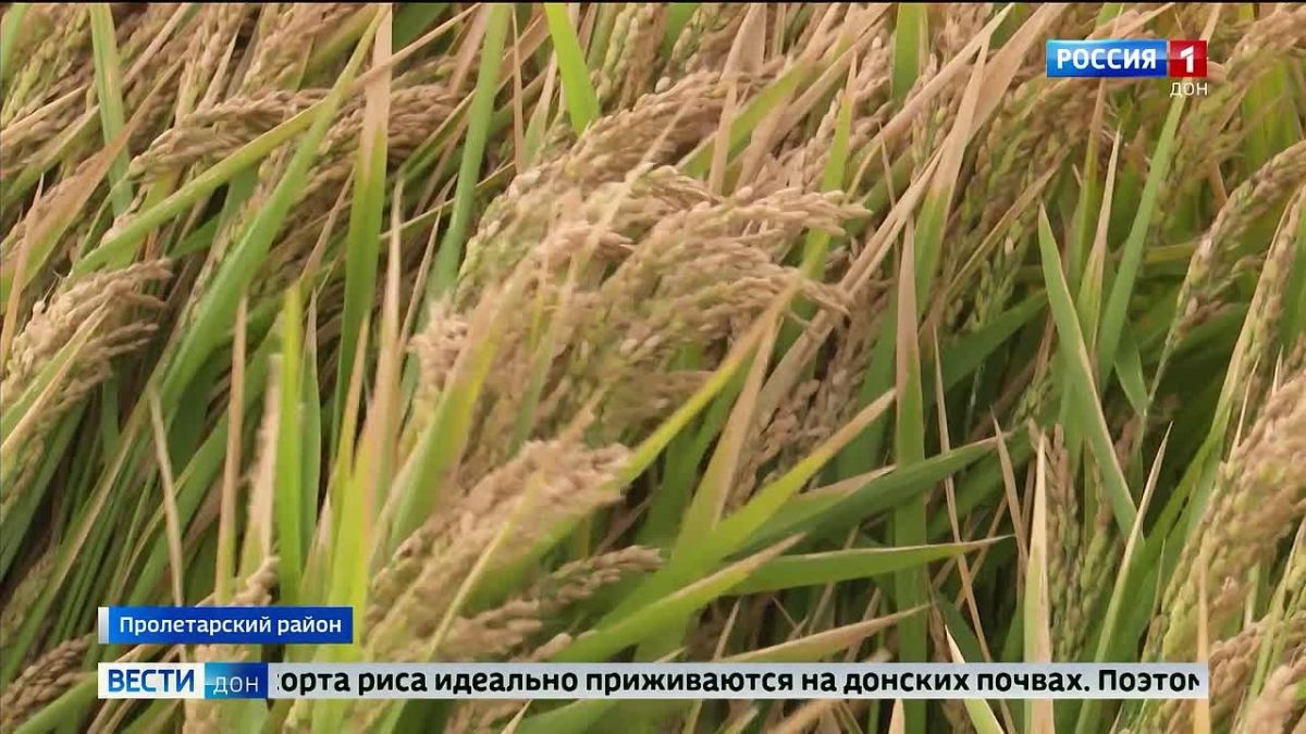 Смотрите новый выпуск программы: «Вести