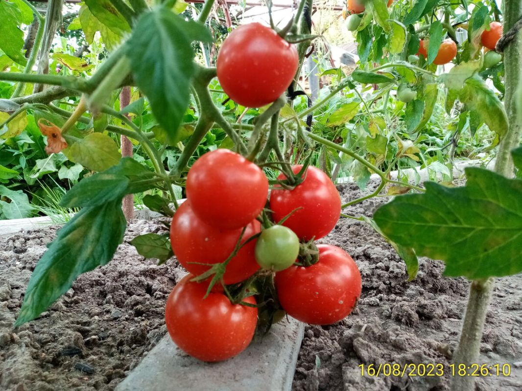 Как фитоспорин и кисломолочные продукты помогают защищать томаты от фитофторы