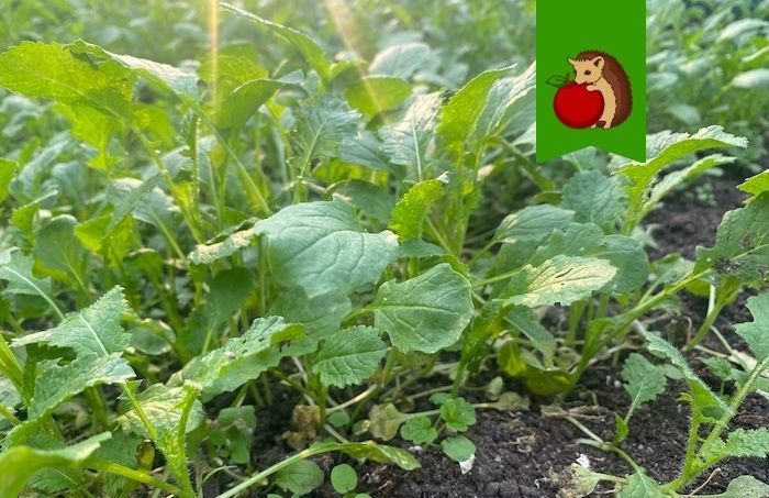 Сидераты: когда они могут навредить вашему огороду?