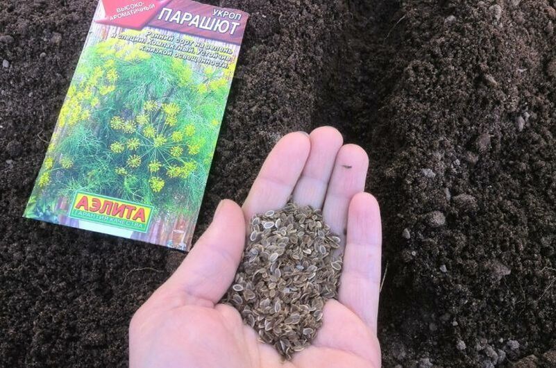 Как получить свежий укроп уже в апреле: проверенные секреты осеннего посева
