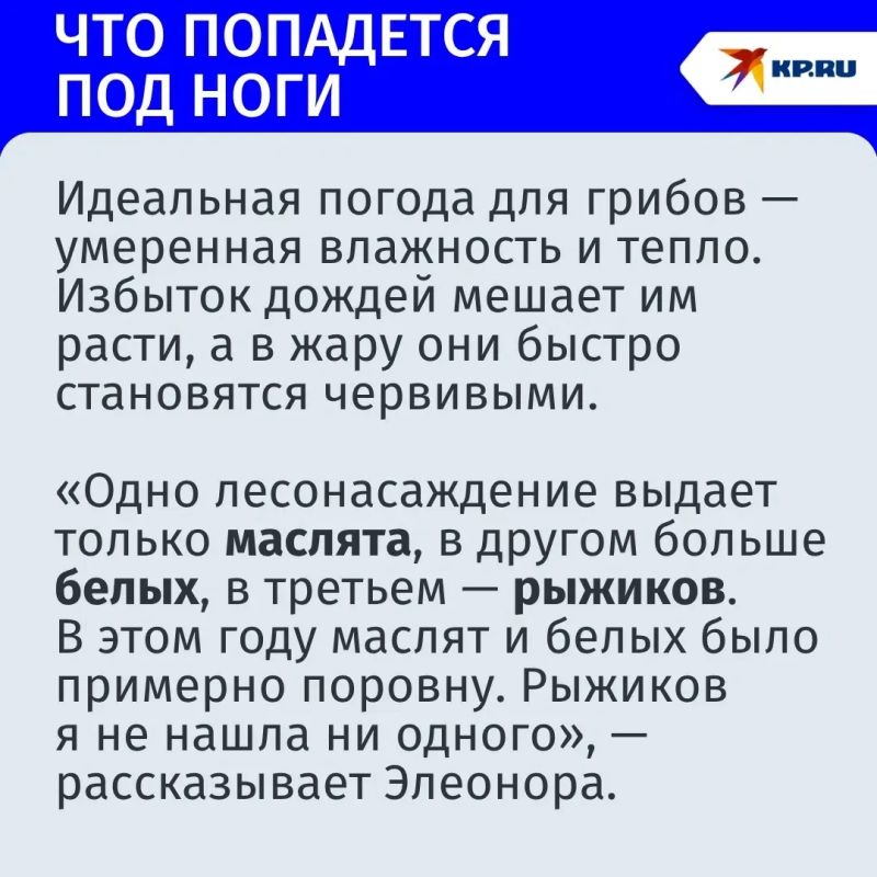 «Багажник белых» и бледная поганка: где искать, что собирать и как не положить в корзину смертельный гриб, рассказал эксперт «Багажник белых» и бледная поганка: где искать, что собирать и как не положить в корзину смертельный гриб, рассказал эксперт
