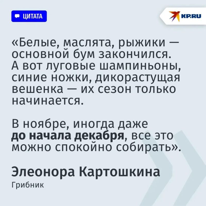 «Багажник белых» и бледная поганка: где искать, что собирать и как не положить в корзину смертельный гриб, рассказал эксперт «Багажник белых» и бледная поганка: где искать, что собирать и как не положить в корзину смертельный гриб, рассказал эксперт