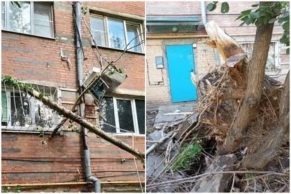 Жильцы ростовской многоэтажки пожаловались на старый тополь президенту