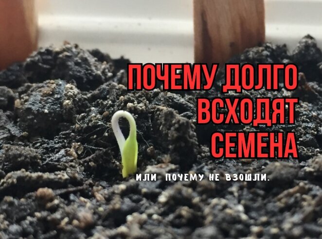 Как избежать распространенных ошибок при посадке семян: секреты успешного прорастания
