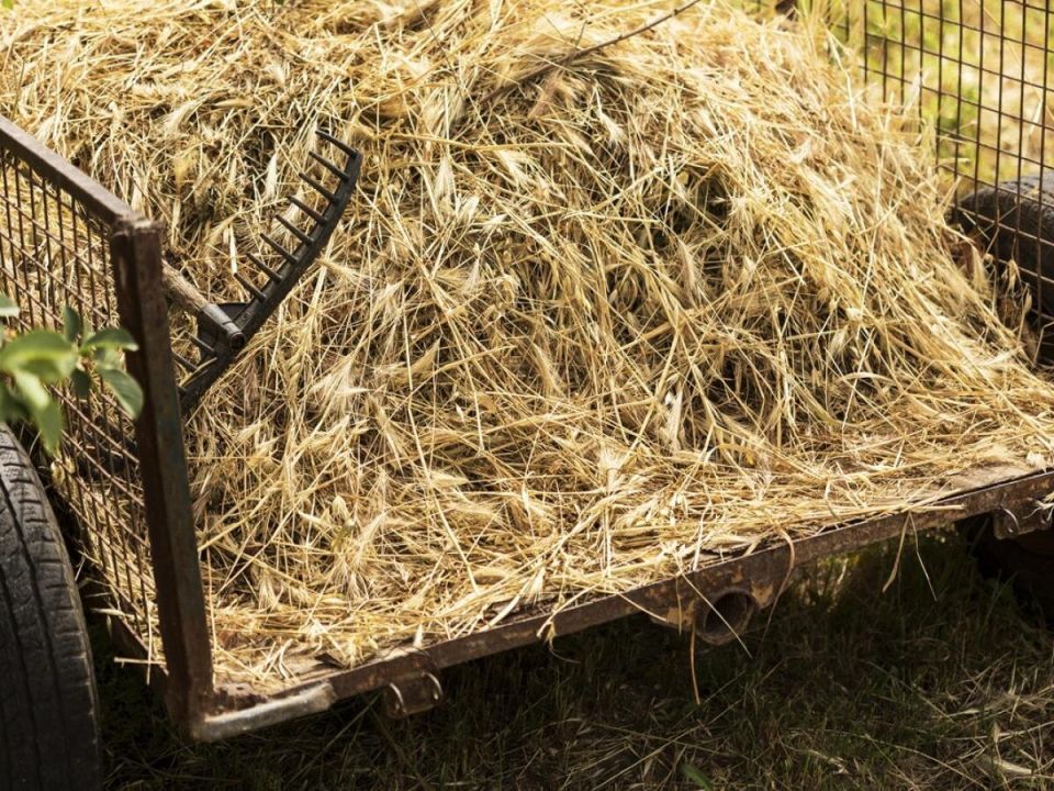 Мульча: друг или враг для вашего урожая?