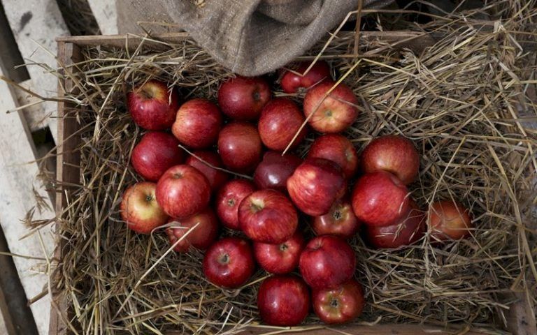 Секреты долгого хранения яблок