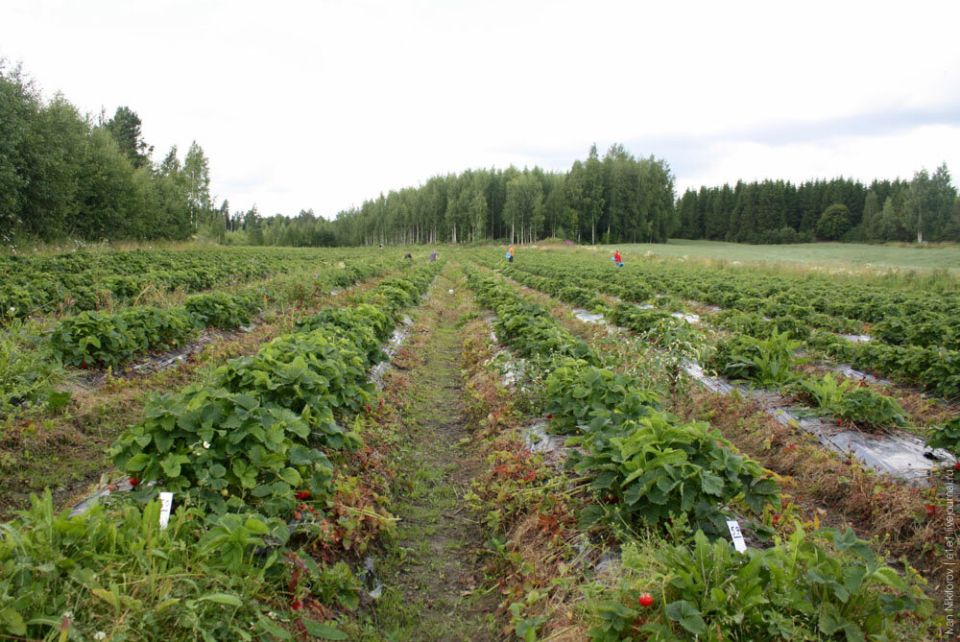 Финский секрет урожая: как правильно выращивать землянику в условиях северного климата