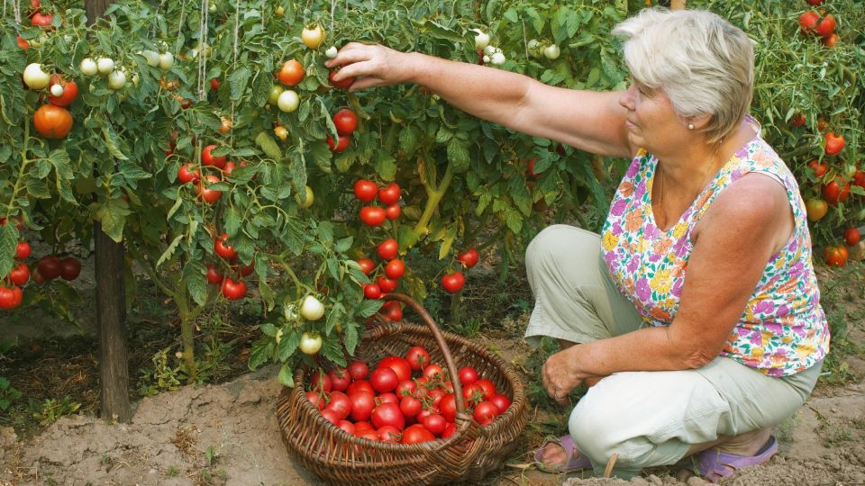 Куст взорвется от обилия помидоров: не пропускайте этот шаг после посадки