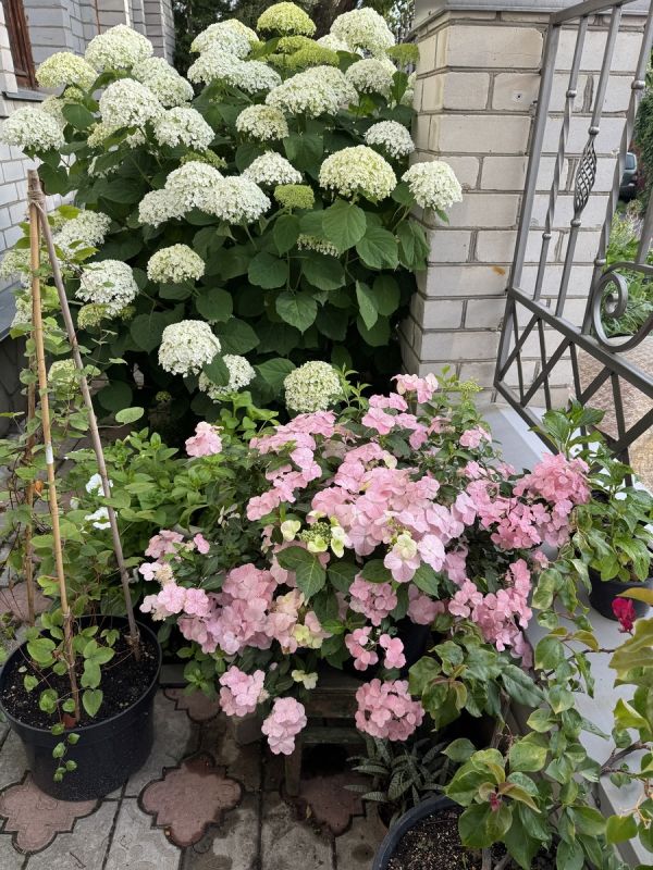 Как выбрать идеальную гортензию: советы по покупке и уходу