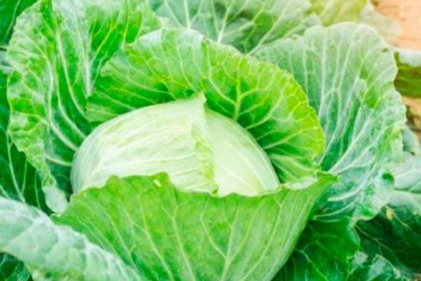 Капуста Чудо на рекорд: как добиться гигантских урожаев даже в суровых климатических условиях