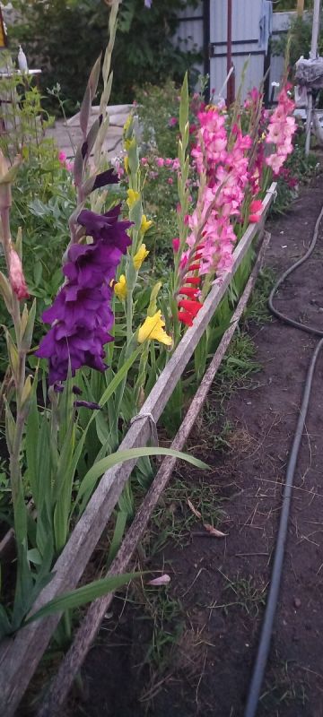 Очарование гладиолусов: увлекательный мир цветочной коллекции