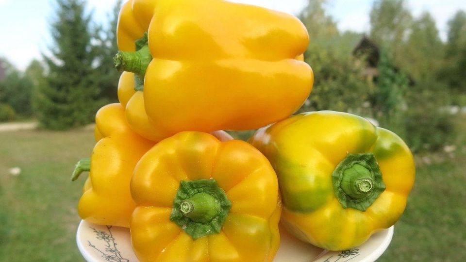 Секреты успеха: как вырастить сладкий перец до 3 кг с куста