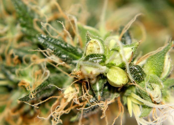 Гермафродитные растения: уникальный механизм самовоспроизведения в мире флоры