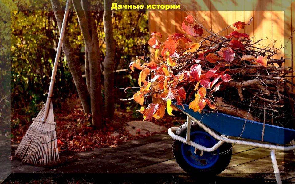 Ошибки, которые садоводы совершают осенью: как не потерять урожай в следующем сезоне