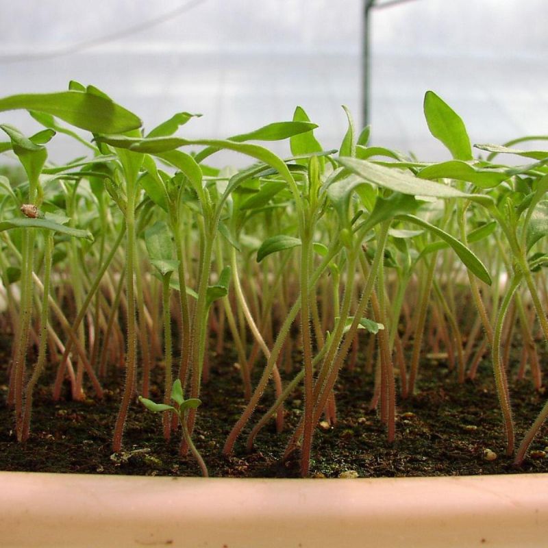 Декабрь: время сеять на рассаду, чтобы наслаждаться урожаем летом