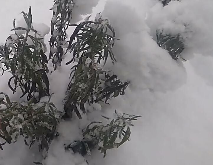 Зимняя защита средиземноморских трав