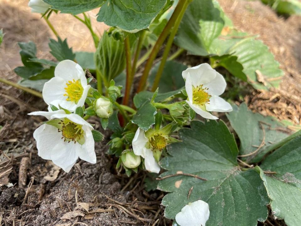 Эффективная защита клубники: как избавиться от долгоносиков без химии