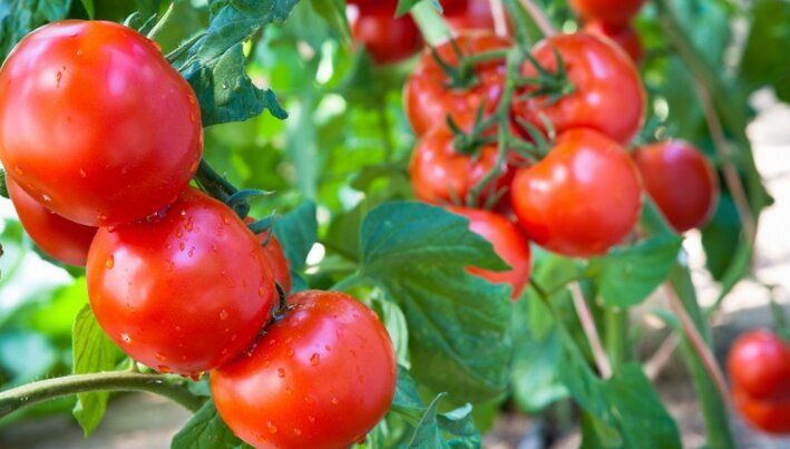 Пять сортов помидоров, которые не оставят вас равнодушными в 2025 году