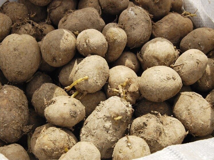 Картофель: удивительное генеалогическое древо, которое объединяет нас с томатами