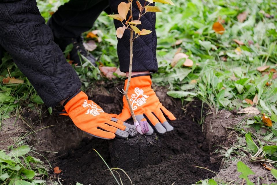 Как сохранить саженцы, купленные осенью: простые советы для заботливых садоводов