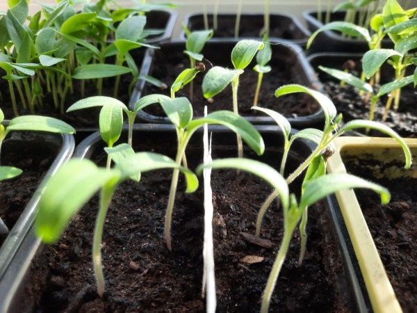 Секреты успешного ухода за сеянцами томатов, перцев и баклажанов