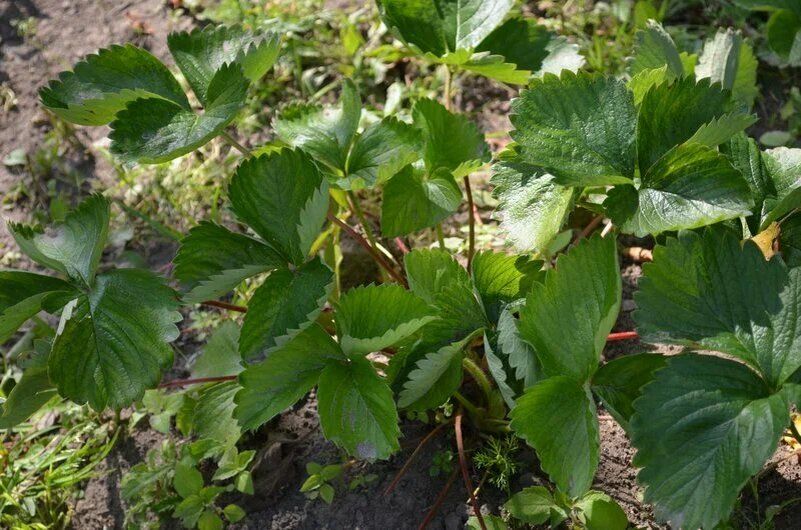 Как сохранить богатый урожай клубники: 5 главных ошибок, которых следует избегать