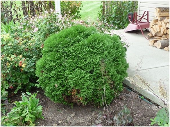 Как туя стала любимцем садоводов: особенности и секреты выбора