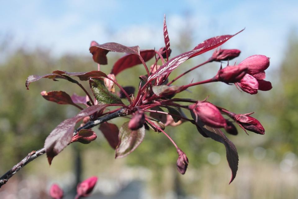 Яблоня Роялти Шпалера: уход, посадка и наслаждение красотой