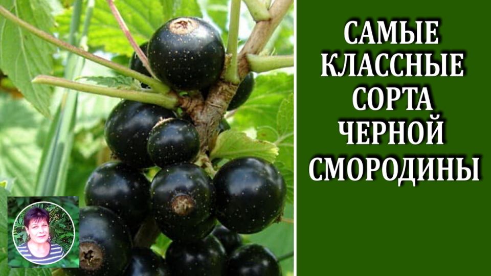 Куда лучше всего сажать черную смородину: обзор лучших сортов