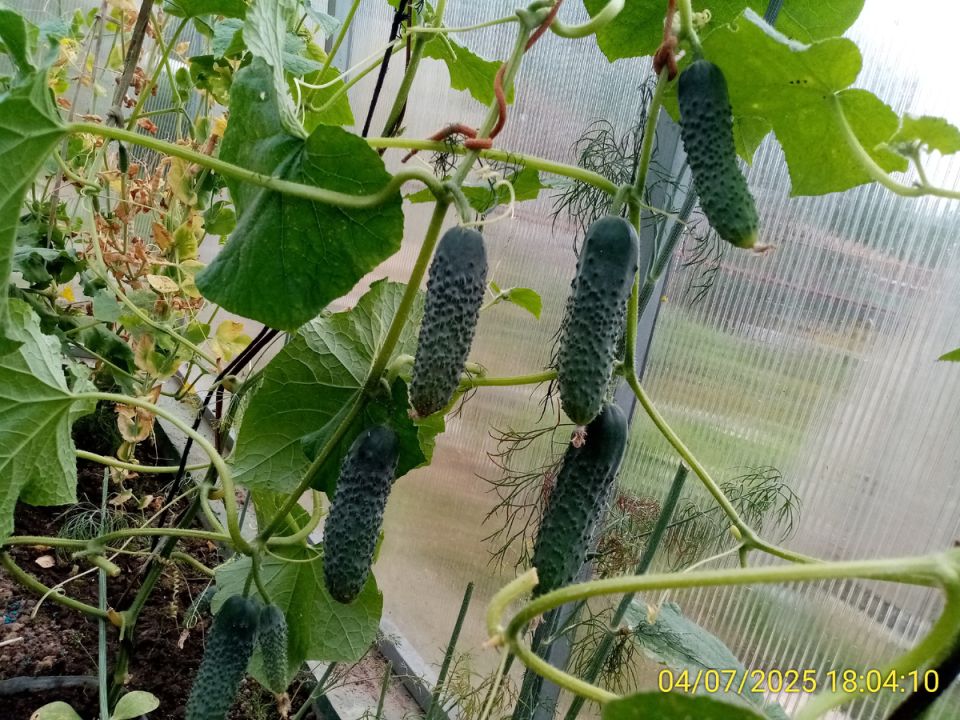 Как успешные эксперименты с кабачками и огурцами спасают урожай в непогоду