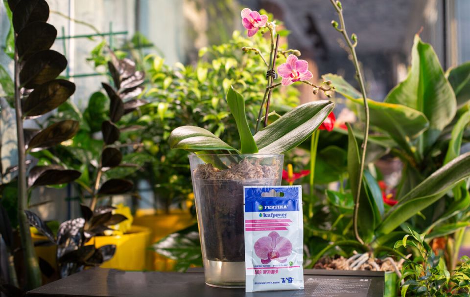 Уход за орхидеями: секреты и советы для начинающих