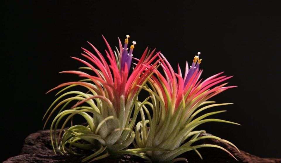 Необычные комнатные растения, которые не нуждаются в почве: идеальный выбор для креативных домашних садоводов