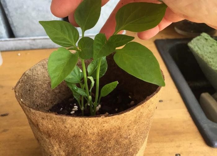 Тигмоморфогенез: как растения адаптируются к внешней среде