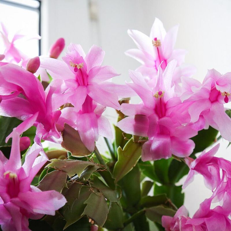 Секреты успешного цветения декабриста: практическое руководство по уходу