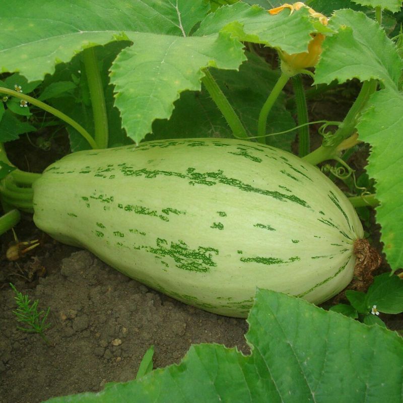 ����������� ��������: ������ ��� �������������� �����