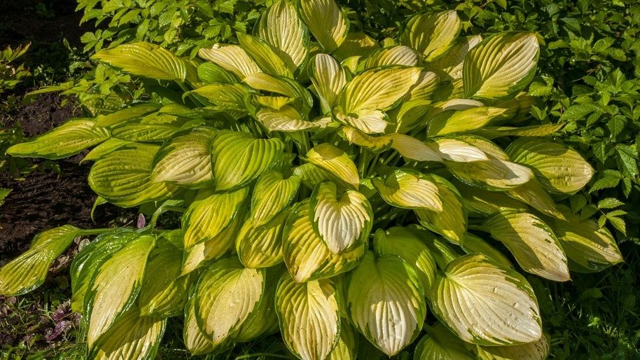 ��� �������� ������������� ��� ������� �������������� ��������: ��� ����������� ��������