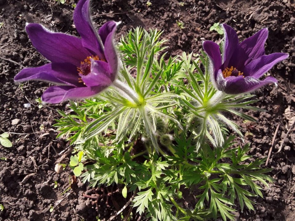 ��� ������� ������� �����, ������� ����������� �� ������� ���������