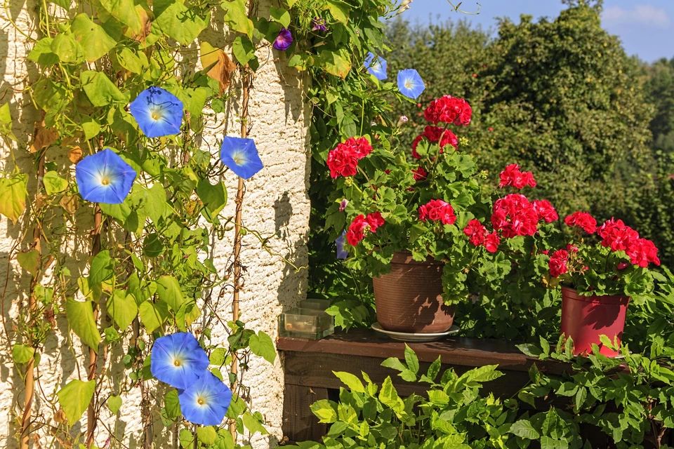 Как ваш сад может превратиться в рискованное увлечение: что нужно знать о запрещенной ипомее