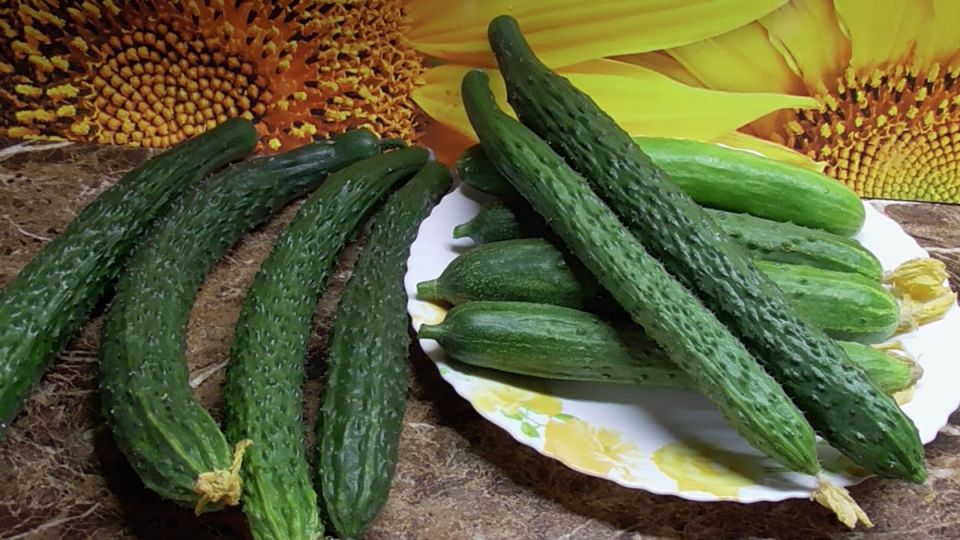 Необычные сорта огурцов, которые успевают порадовать до первых морозов